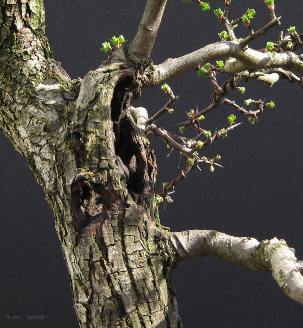 hawthorn bonsai